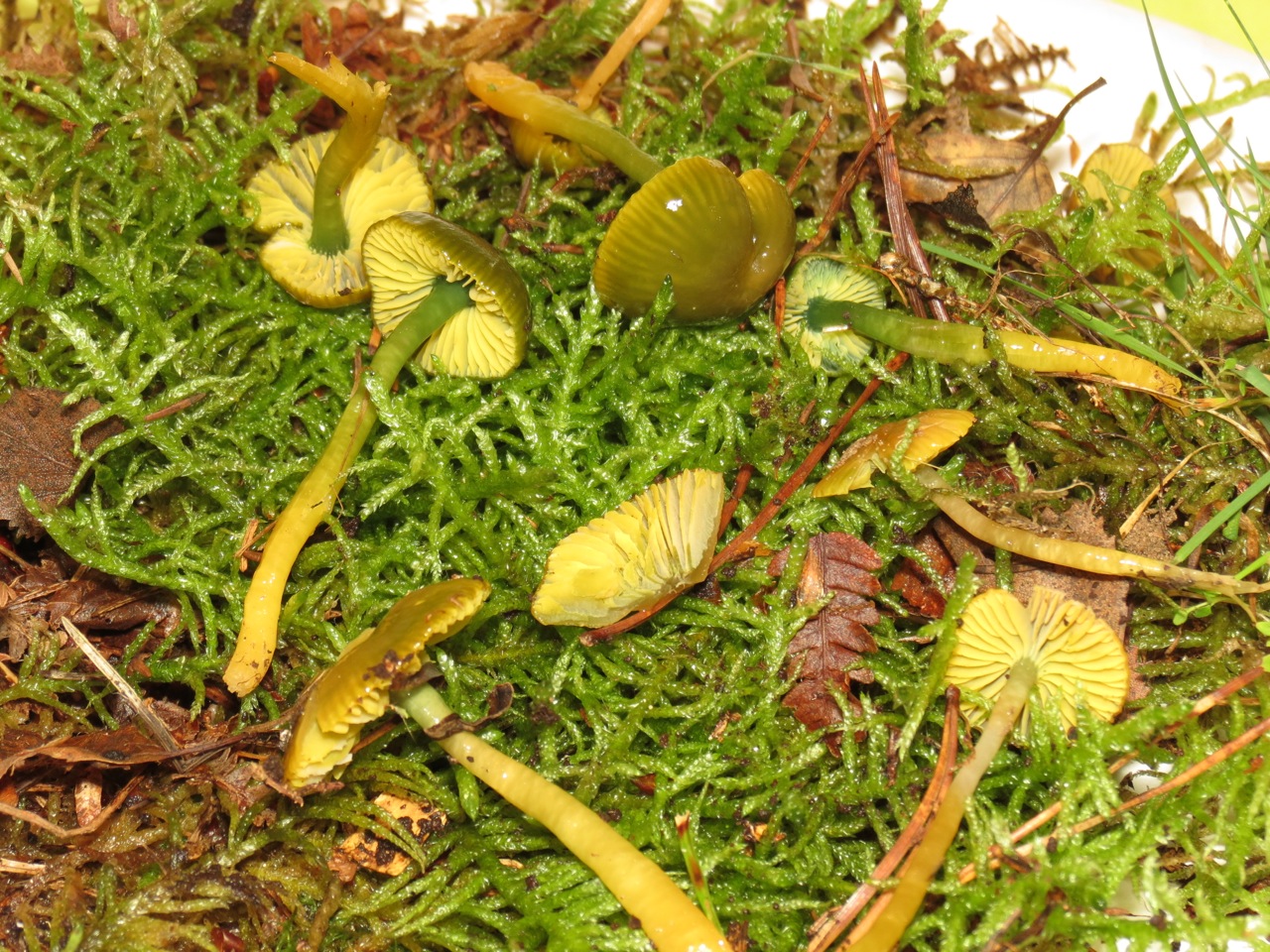 Hygrocybe psittacina 7525